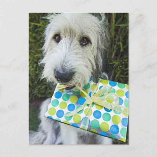 Hund med gåva i munnen vykort (Framsida)