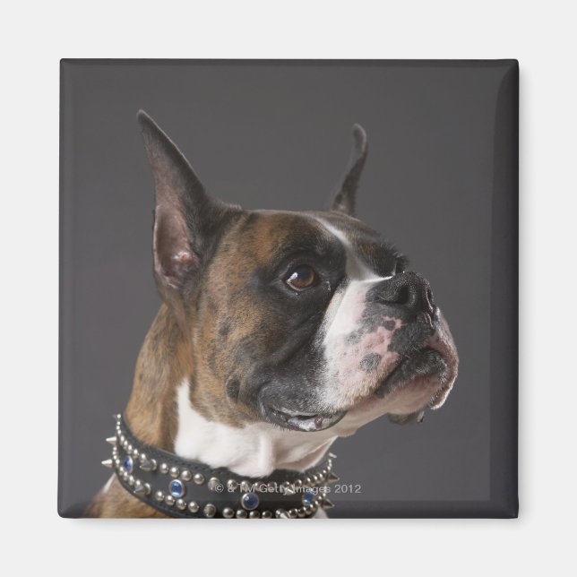 Hund med halsband, tittar bort magnet (Framsidan)
