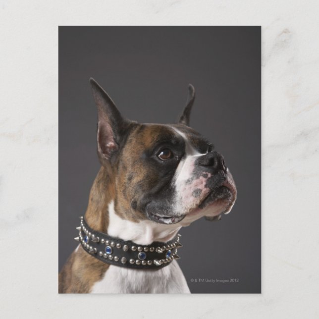 Hund med halsband, tittar bort vykort (Framsida)