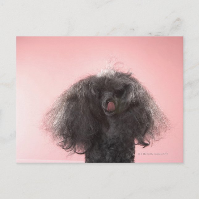 Hund med hår framför ansikte och tunga ut vykort (Framsida)