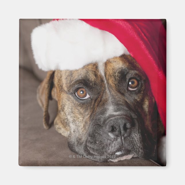 Hund med julhat magnet (Framsidan)