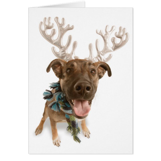 Hund med kantler hälsningskort (Framsidan)