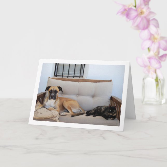 Hund med katt på bänk kort (Orkide)