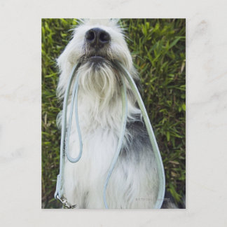 Hund med koppel i munnen vykort