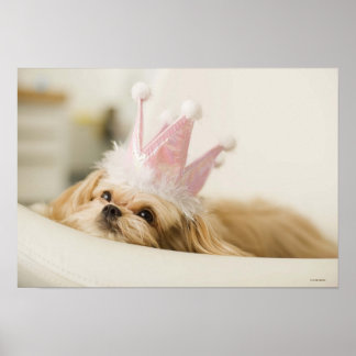 Hund med krona poster