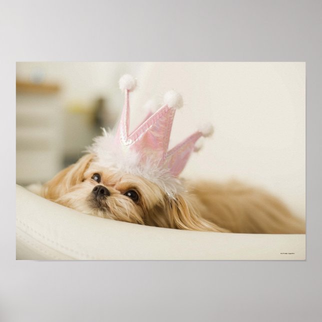 Hund med krona poster (Framsidan)