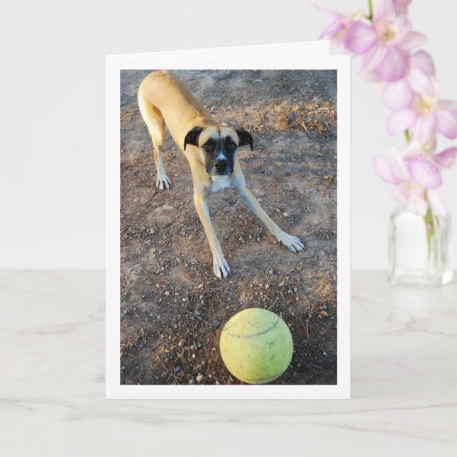 Hund med Large Tennis Boll Kort (Orkide)