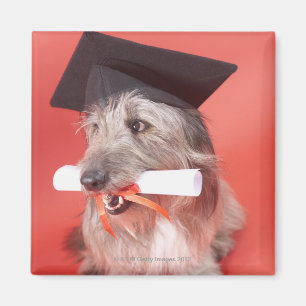 Hund med mortarboarden och diplomet magnet