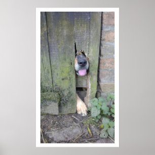 Hund med Nose genom Hål i Fence Poster