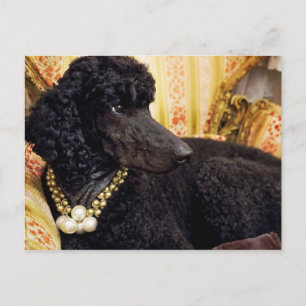 Hund med Pearl Necklace Vykort