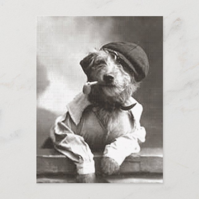 Hund med rör och hattämne vykort (Framsida)