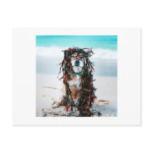 Hund med Sjögräs i hennes hår