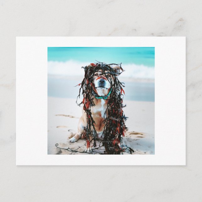 Hund med Sjögräs i hennes hår Helg Vykort (Framsida)