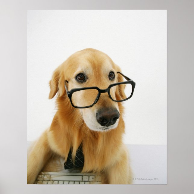 Hund med slips och glas sitta på stol i poster (Framsidan)
