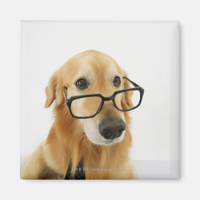 Hund med slips och glas sitta på stol magnet (Framsidan)