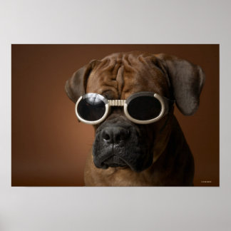 Hund med solglasögon poster