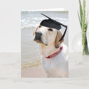 Hund med svart Studentmössa Kort