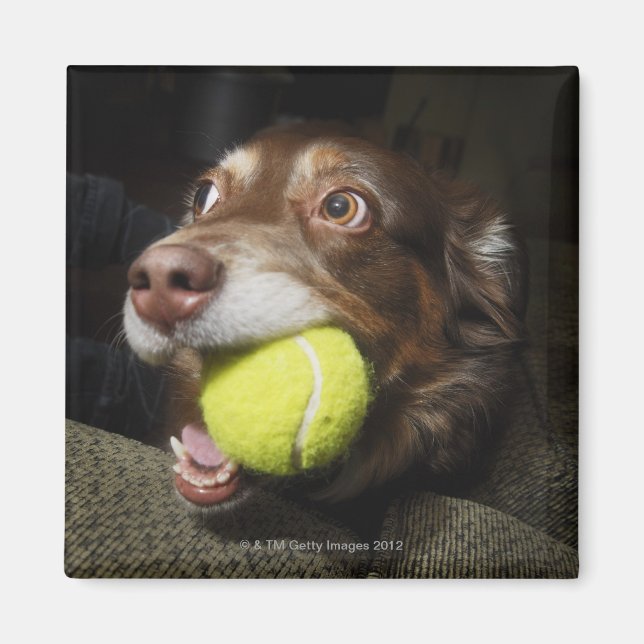 Hund med Tennis Boll Magnet (Framsidan)