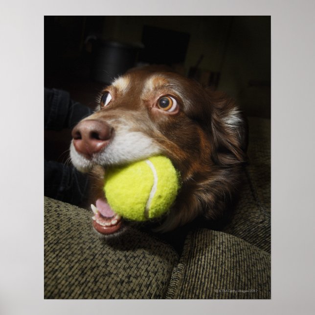 Hund med Tennis Boll Poster (Framsidan)