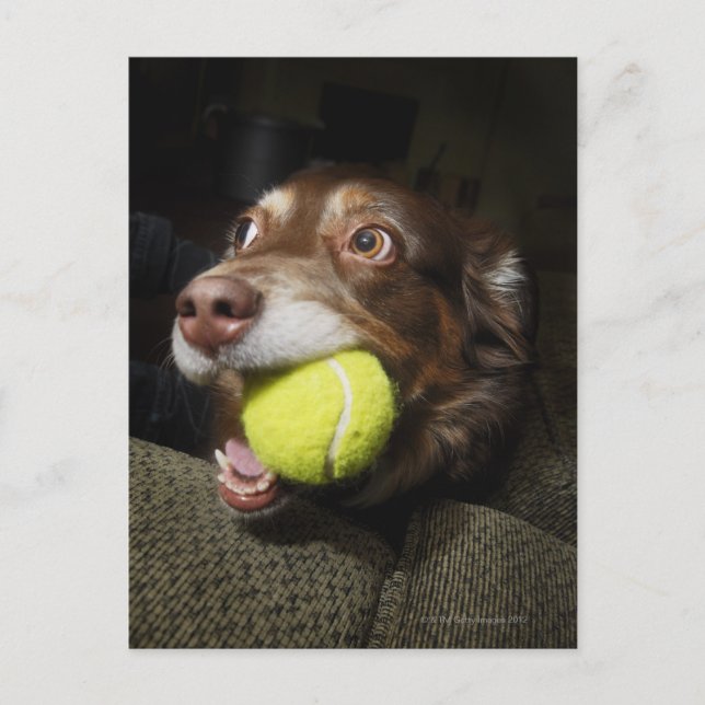 Hund med Tennis Boll Vykort (Framsida)