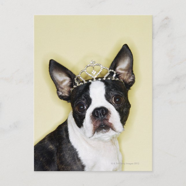Hund med tiara vykort (Framsida)