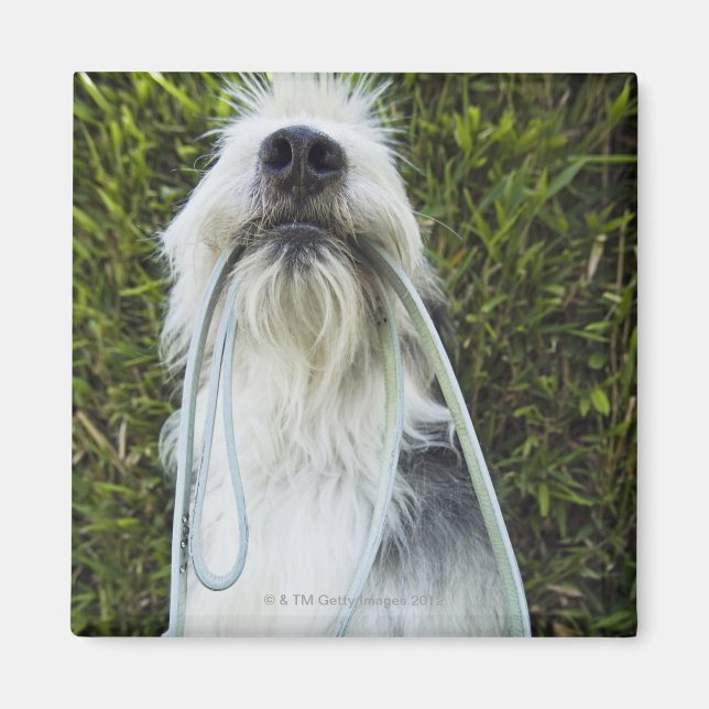 Hund med utslag i munnen magnet (Framsidan)