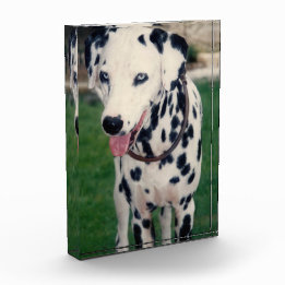 Hund Min Pet-vän överför din egen image-Anpassning