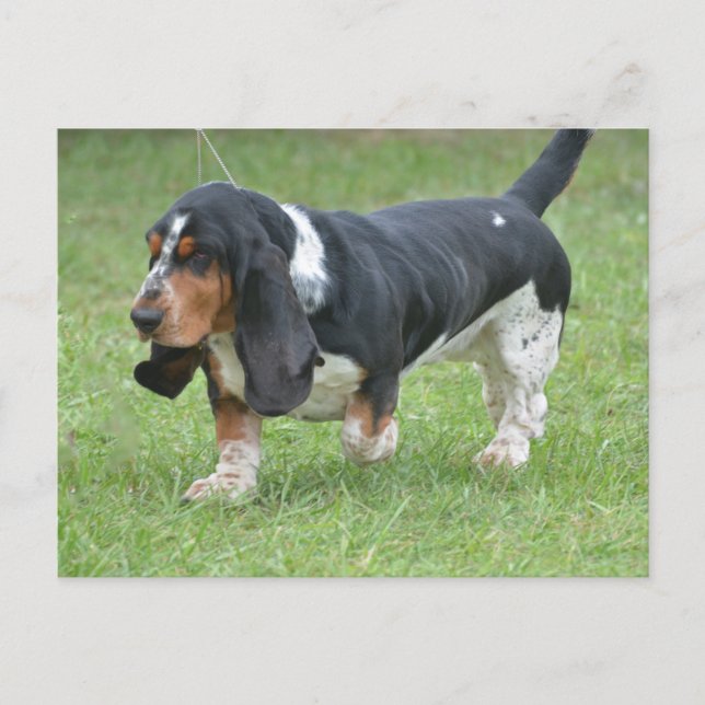 Hund mörk Basset Hound Vykort (Framsida)