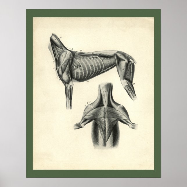 Hund Muscle Veterinary Anatomy Print Poster (Framsidan)
