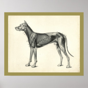 Hund Muscle Veterinary Anatomy Print Poster