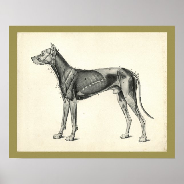 Hund Muscle Veterinary Anatomy Print Poster (Framsidan)