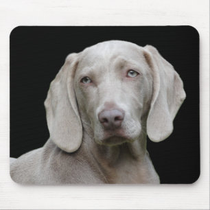 hund musmatta