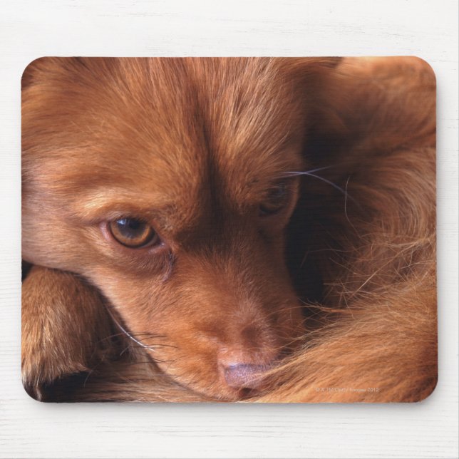 hund musmatta (Framsidan)