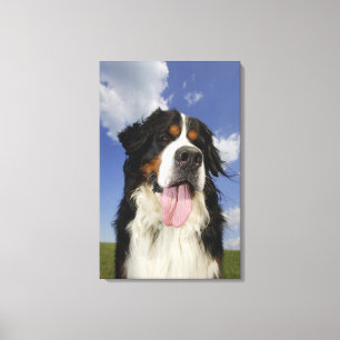 Hund närbild canvastryck