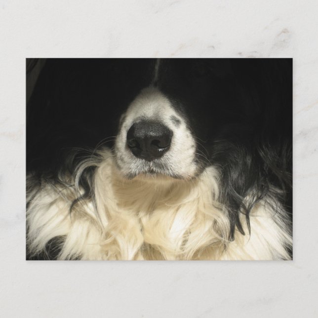 Hund närbild vykort (Framsida)