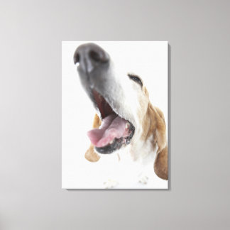 Hund näsa,närhet canvastryck