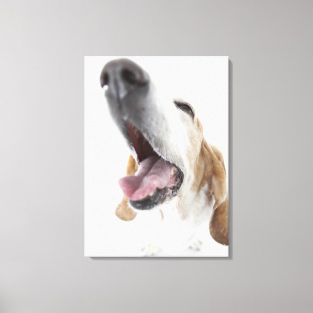 Hund näsa,närhet canvastryck (Framsida)