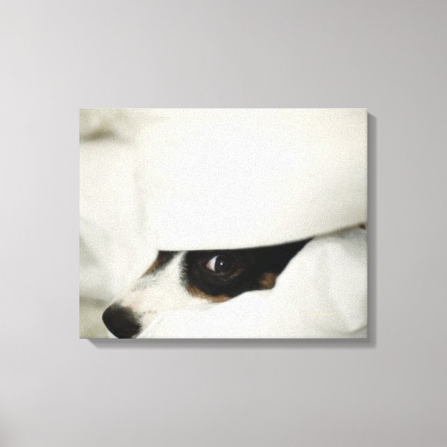 Hund näsa som sticker ut från sängen canvastryck (Framsida)