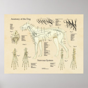 Hund Nervsystem Nerve Anatomy Chart Poster