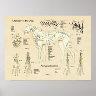 Hund Nervsystem Nerve Anatomy Chart Poster