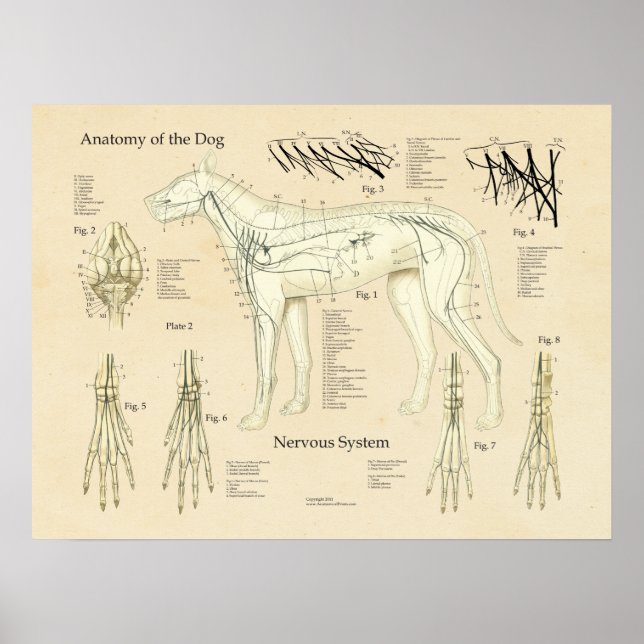 Hund Nervsystem Nerve Anatomy Chart Poster (Framsidan)