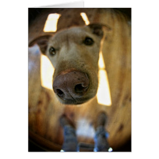 Hund Nose Anpassade Card Hälsningskort