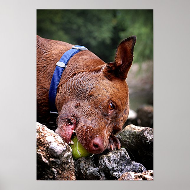 Hund/Nose Close Up/Macro 2 Poster (Framsidan)