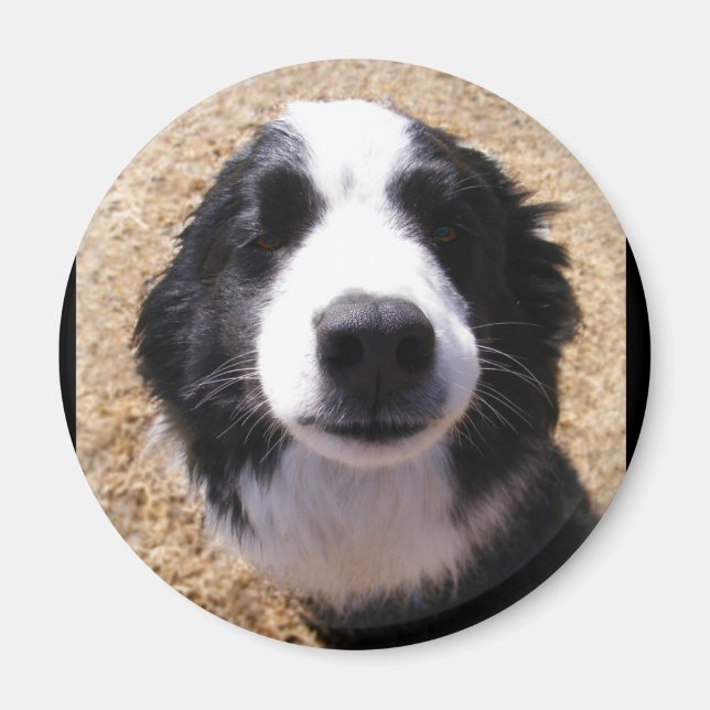 Hund Nose Photo Magnets Magnet (Framsidan)