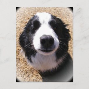 Hund Nose-vykort Vykort