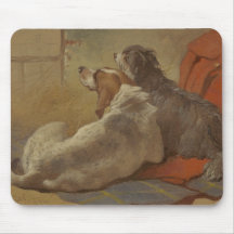 Hund och bojkollie (två Hundar) (djur)