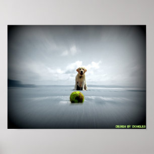 Hund och boll poster