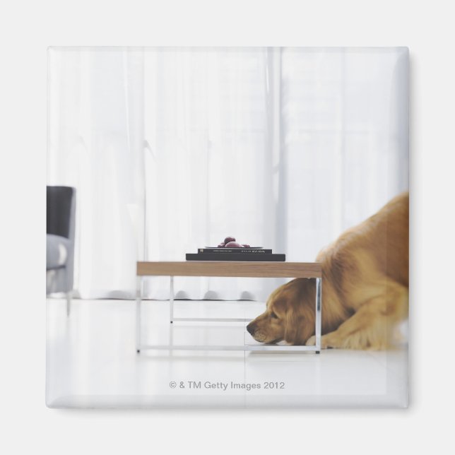 Hund och bord magnet (Framsidan)