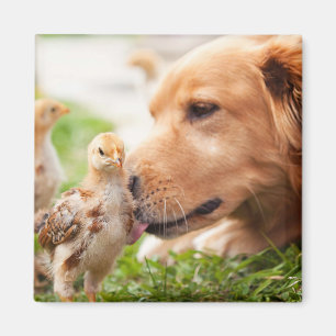 Hund och Chick Magnet