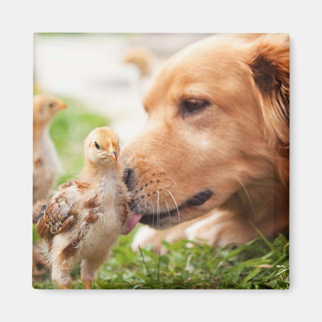 Hund och Chick Magnet (Framsidan)